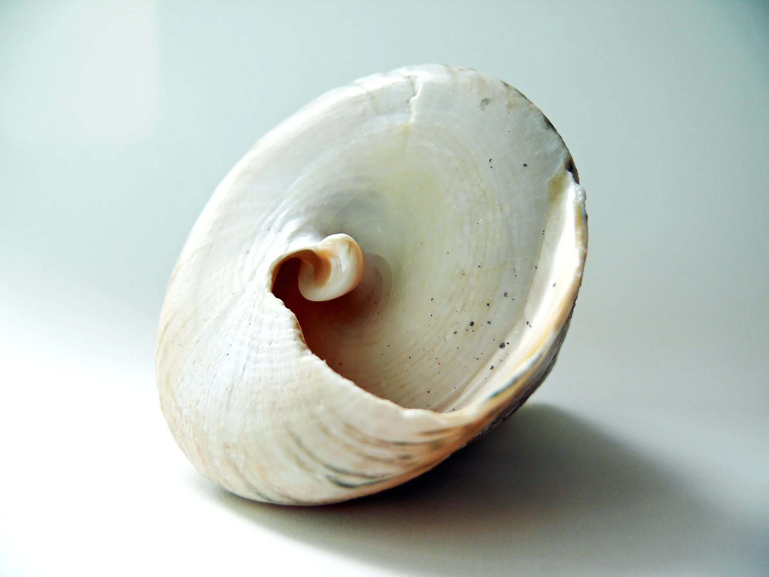 Раковина Conch Shell. Ракушка Митра улитка. Ракушки морские. Раковина моллюска. Ракушки определить