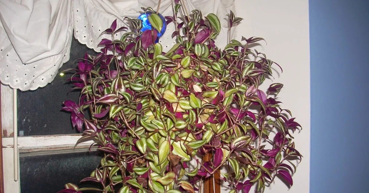 Традесканция зебрина пурпурная. Традесканция зебрина мелколистная. Традесканция можно. Традесканция покрывальчатая рео. Longifolia традесканция.