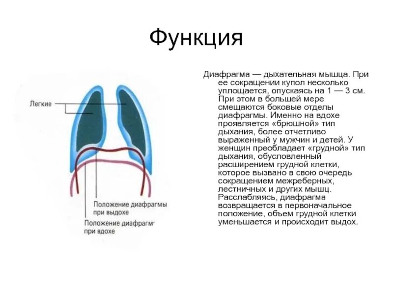 Выполняет функцию диафрагмы. Диафрагма строение и функции. Функции диафрагмы в дыхательной системе. Диафрагма анатомия функции. Строение и функции диафрагмы человека.