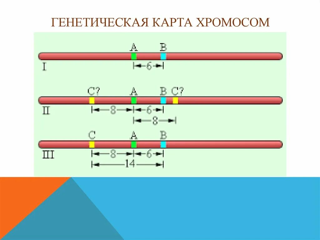 Генетические карты хромосом. Генетическая карта хромосомом. Построение генетических карт. Кроссинговер генетика задачи. 3 гена расстояние