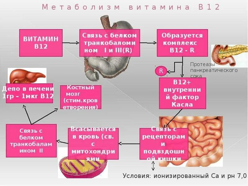 Метаболизм витамина d12. Метаболизм в организме витамин б12. Метаболизм витамина в12. Метаболизм витамина b12. Б 12 исследования