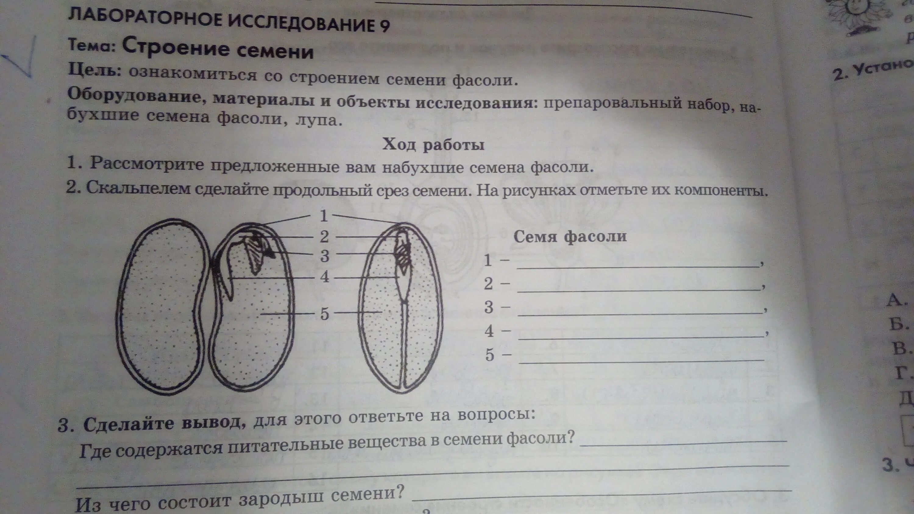 Лабораторная работа биология 6 класс фасоль. Строение семени фасоли 6 класс биология лабораторная. Лабораторная строение семян двудольных растений 6 класс. Лабораторная работа строение семян. Лабораторная работа строение семени фасоли.