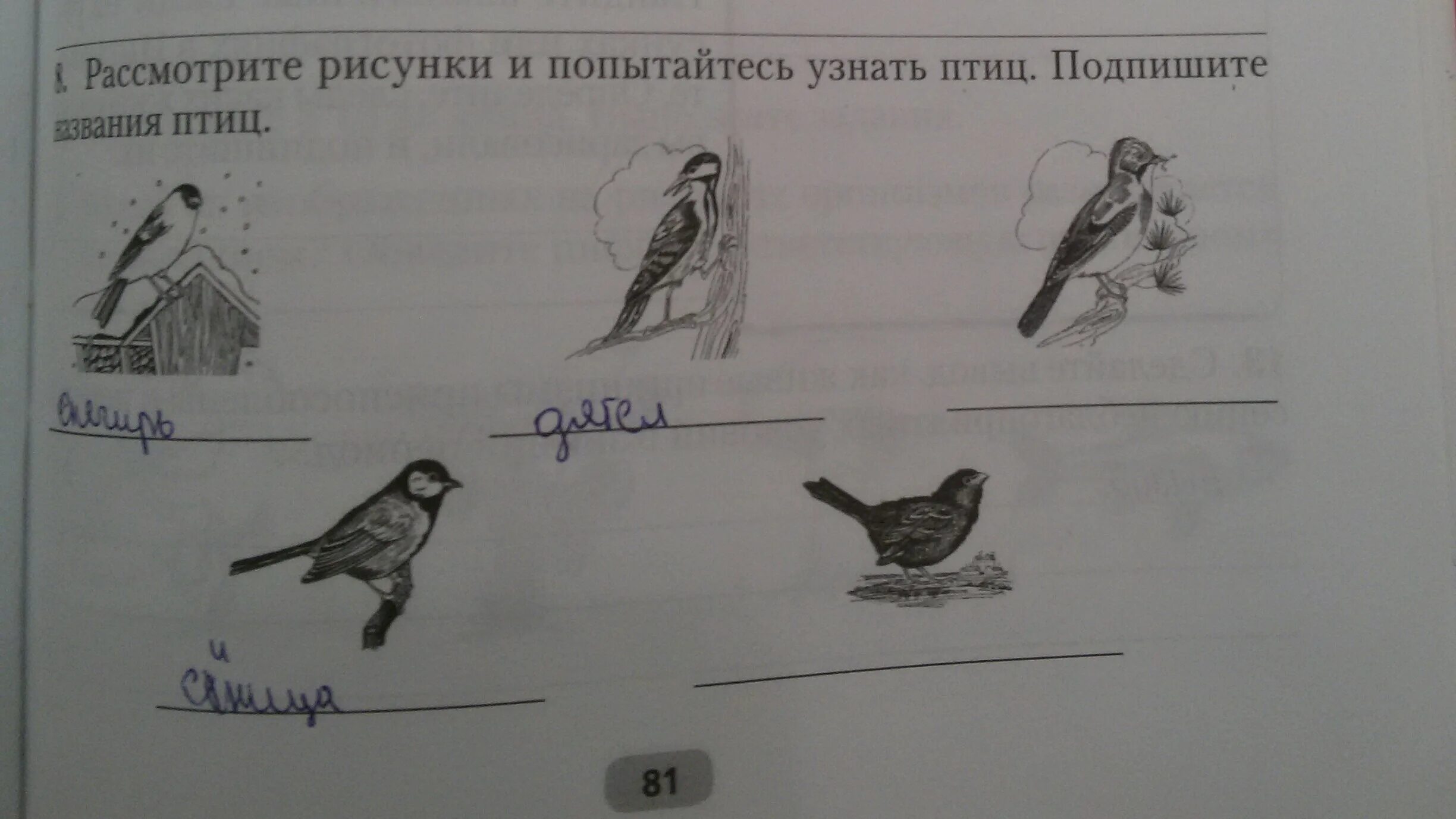 Рассмотрите рисунок 7 определите какое изображение. Подпиши названия птиц. Подпиши названия птиц 2 класс. Подпиши названия картинок. Подпиши названия птиц окружающий мир.