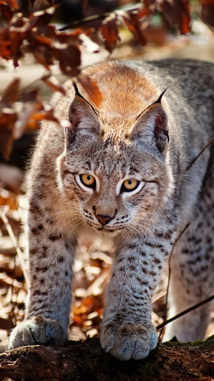 Рысь телефон. Абиссинская Рысь. Рысь (Lynx Lynx) в дикой природе. Североамериканская Рысь. Хищные кошки.