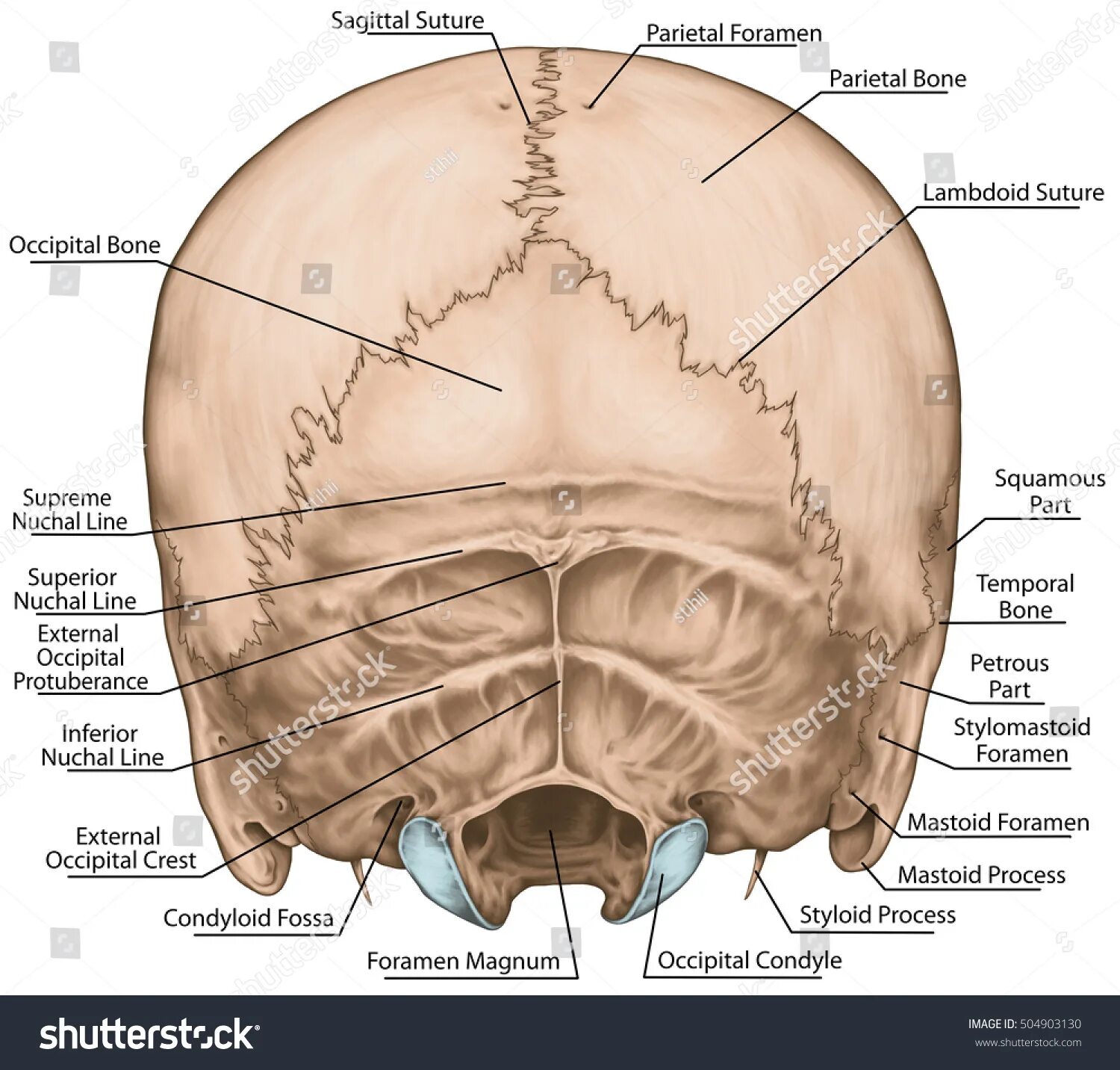 Задние кости черепа. Кости черепа затылочная кость. Анатомия затылочной кости черепа. Затылочная кость строение анатомия. Выйная линия черепа анатомия.