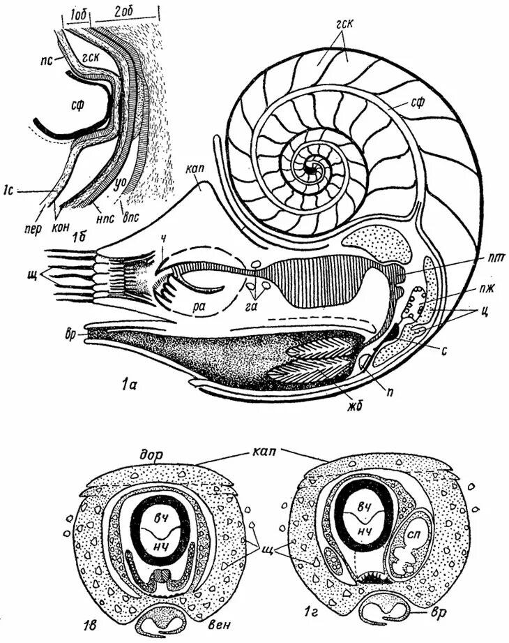 Внутреннее строение Наутилуса. Наутилус строение. Наутилус моллюск строение. Внутреннее строение раковины Наутилуса.