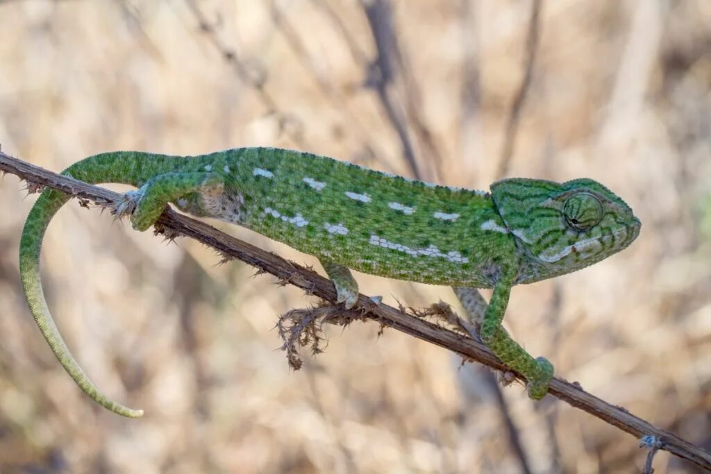 Обычный хамелеон. Chamaeleo Chamaeleon. Аравийский хамелеон. Средиземноморский хамелеон – Chamaeleo Mediterraneo. Хамелеон Осталети (Chamaeleo oustaleti).