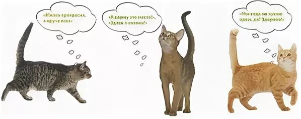 Слово по кошачьи