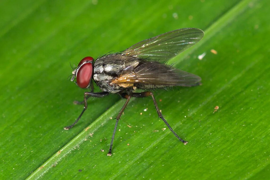 Муха Мусцида. Muscidae настоящие мухи. Синантропные мухи Muscidae. Муха Musca autumnalis.