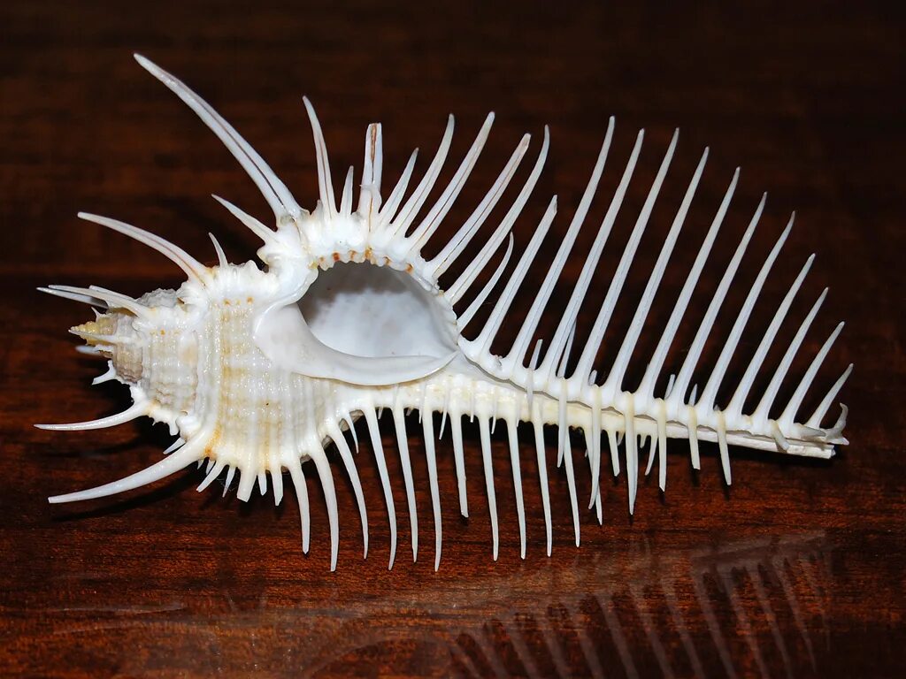 Стромбус латиссимус. Брюхоногие моллюски раковинные. Раковины морских моллюсков мурекс. Турбоспиральная раковина брюхоногих. В раковинах моллюсков скелет морских звезд содержится.