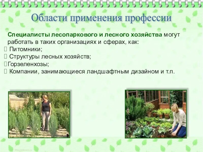 Лесничество специальности. Лесное и лесопарковое хозяйство. Специальности лесных профессий. Профессия специалист лесного и лесопаркового хозяйства. Лесник, югорск.