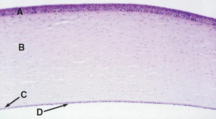 Роговица глаза гистология. Роговица глаза гистология препарат. Строение роговицы гистология. Эпителий роговицы глаза препарат. Роговица образована