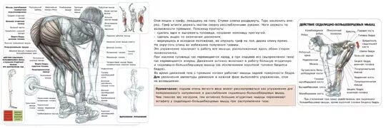 Румынская тяга техника выполнения для мужчин. Становая румынская и мертвая тяга отличия. Отличие румынской тяги от мертвой тяги. Отличие становой тяги от румынской и мертвой. Мертвая тяга, становая тяга, румынская тяга отличия.