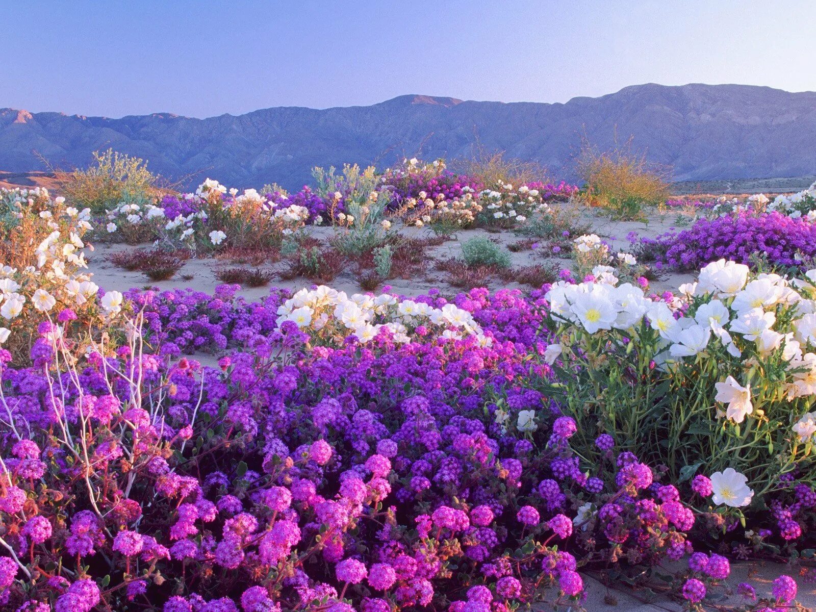 Flowers valley. Пустыня Анза Боррего Калифорния. Парк штата Анза Боррего Дезерт, Калифорния. Цветущая пустыня Анза Боррего. Цветущая пустыня Негев.
