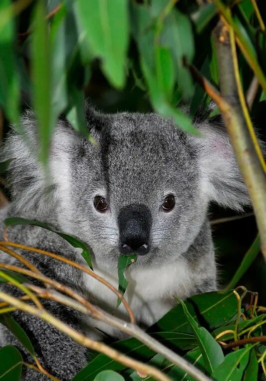 Коала в Австралии. Отряд сумчатые коала. Коала Саванна. Динго и коала. Красная коала