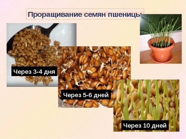 Семена овса проращивание. Пророщенная пшеница. Проросшие семена. Сколько прорастает зерно. Проростки ячменя.