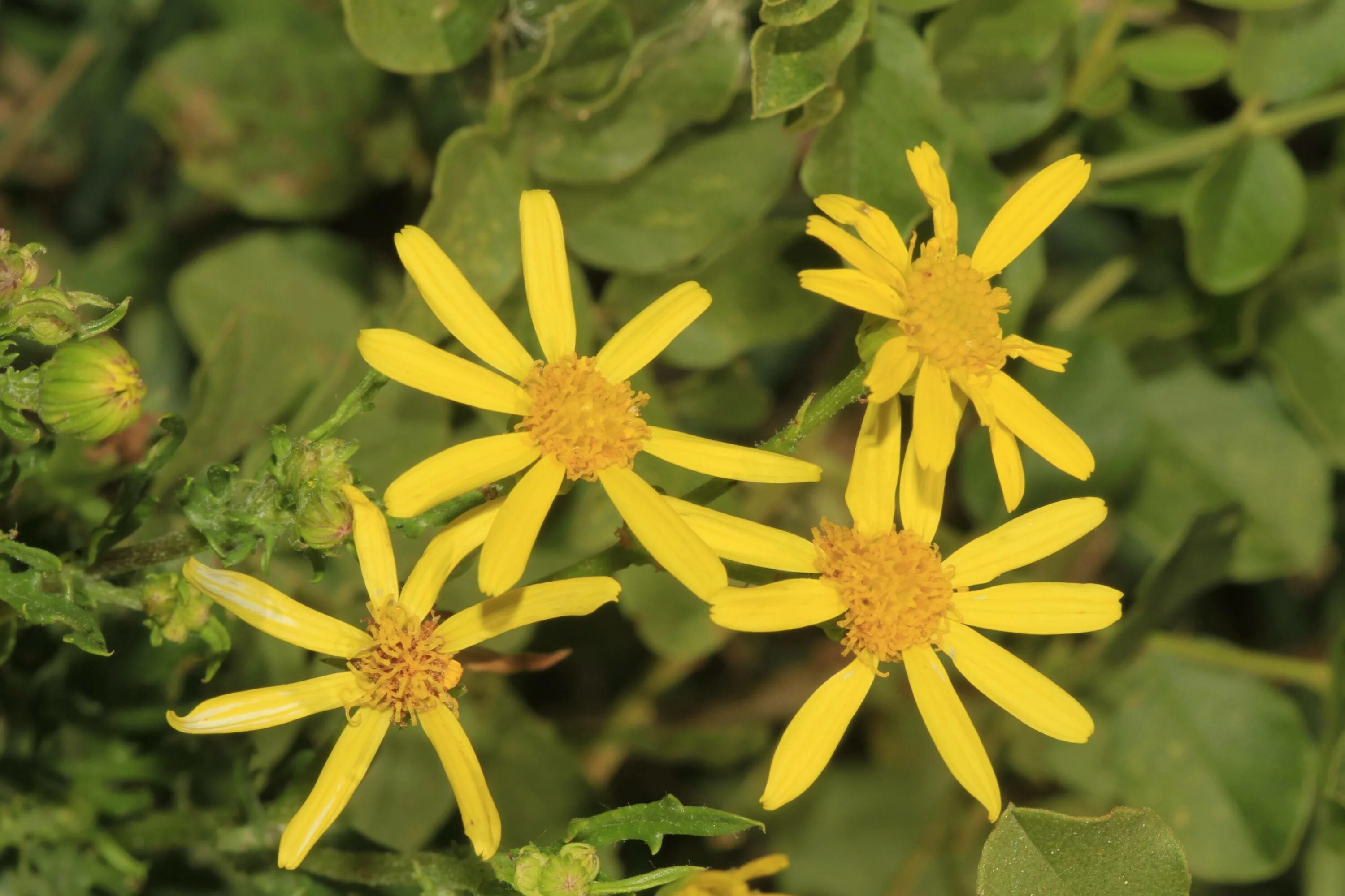 Крестовник (Senecio vulgaris). Якобея обыкновенная, крестовник. Гнездовник обыкновенный. Крестовник обыкновенный