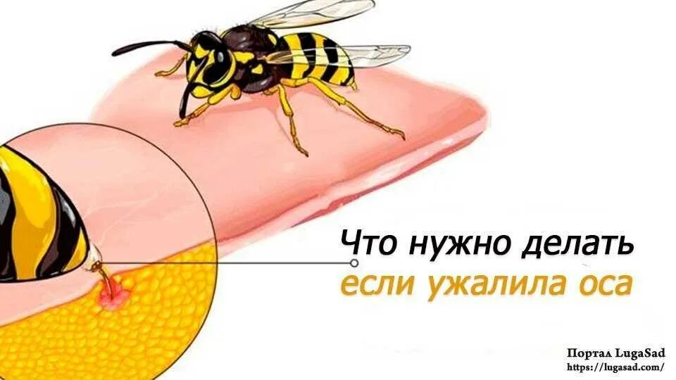 Если тебя укусила оса впр