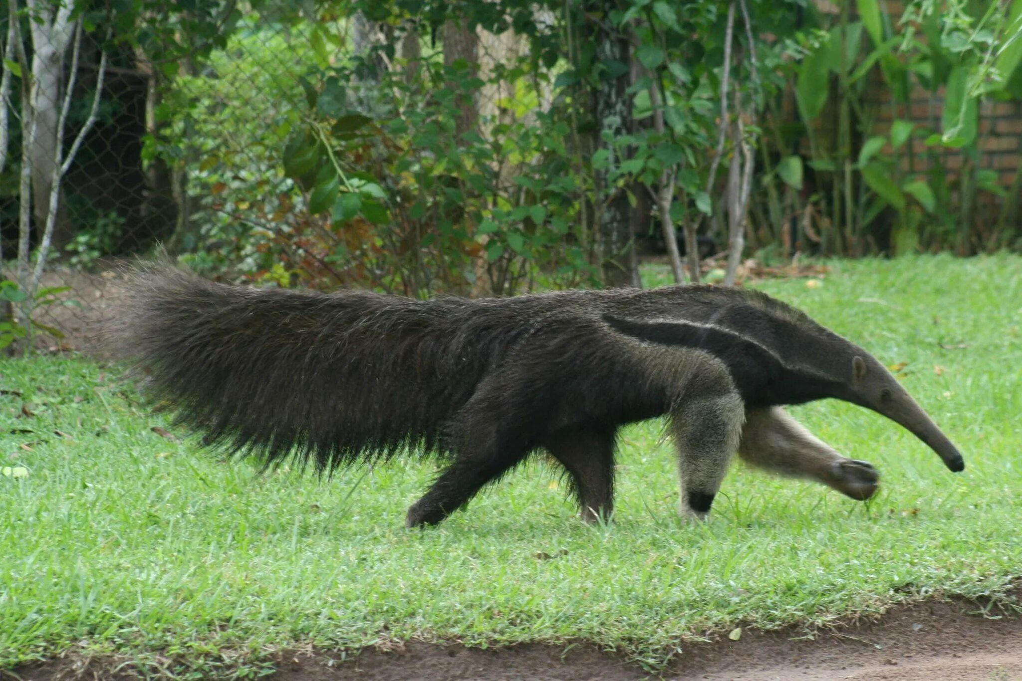 растительных млекопитающих. растительноядные растительноядные животные. растительных млекопитающих. растительноядные животные. зебра животное африки.