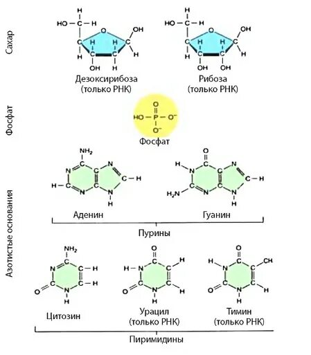 Гуанин рибоза. Аденин гуанин цитозин Тимин урацил формулы. Тимин и рибоза. Аденин гуанин цитозин Тимин комплементарность. Пурины пиримидины комплементарность.