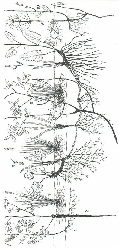 Основные ярусы составляющие вертикальную структуру. Ярусность луговых растений. Ярусность Луга схема. Ярусность растительности Луговой степи. Ярусы растений Луга.