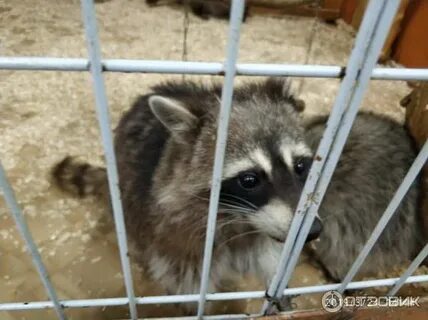 Жаворонкова 5 тула трогательный зоопарк
