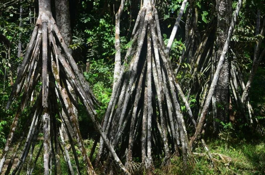 Walking tree