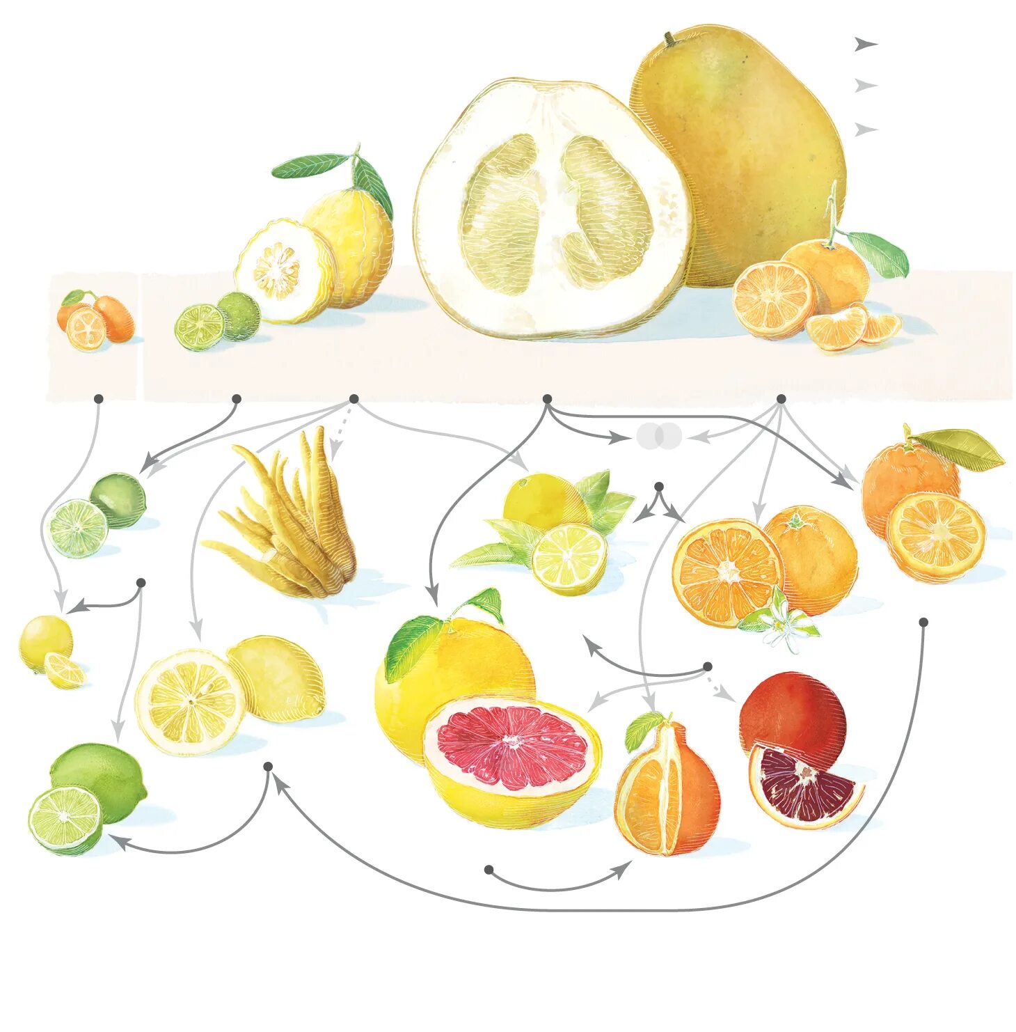 Схема фруктов. Схема скрещивания цитрусовых фруктов. Селекция цитрусовых схема. Классификация цитрусовых плодов схема. Гибриды цитрусовых схема.