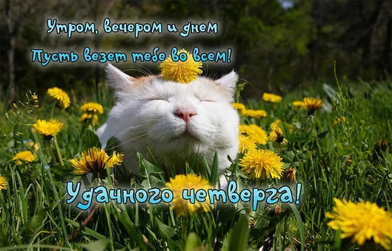 Доброе утро четверга апреля. Пожелания хорошего четверга. настроение весны. четверг хорошего дня. поздравление с четвергом и добрым утром.