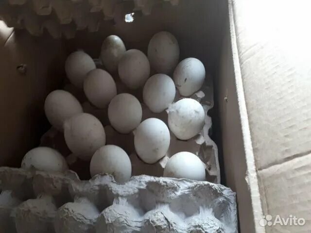 Авито Оренбургская область инкубационное яйцо. Яйцо кеклика инкубационное купить. Упаковка для перевозки декоративных инкубационных яиц в Турции. Яйцо оптом Североуральск. Купить инкубационное яйцо бройлеров от производителя