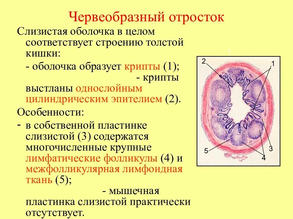 Строение червеобразного отростка гистология. Червеобразный отросток гистология. Оболочки червеобразного отростка гистология. Червеобразный отросток строение функции. Слизистый на латинском