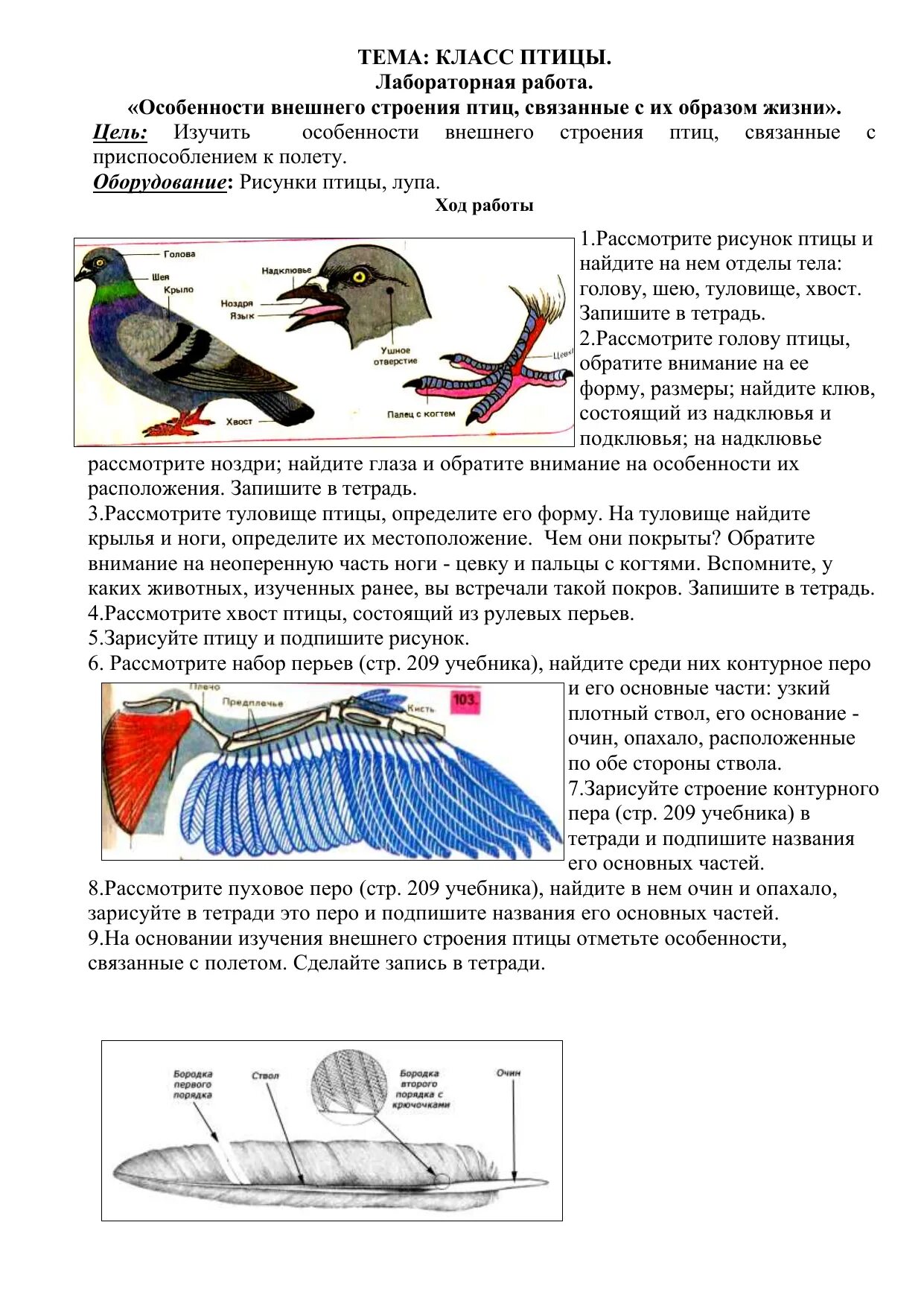 Лабораторная работа по теме внешнее строение птиц