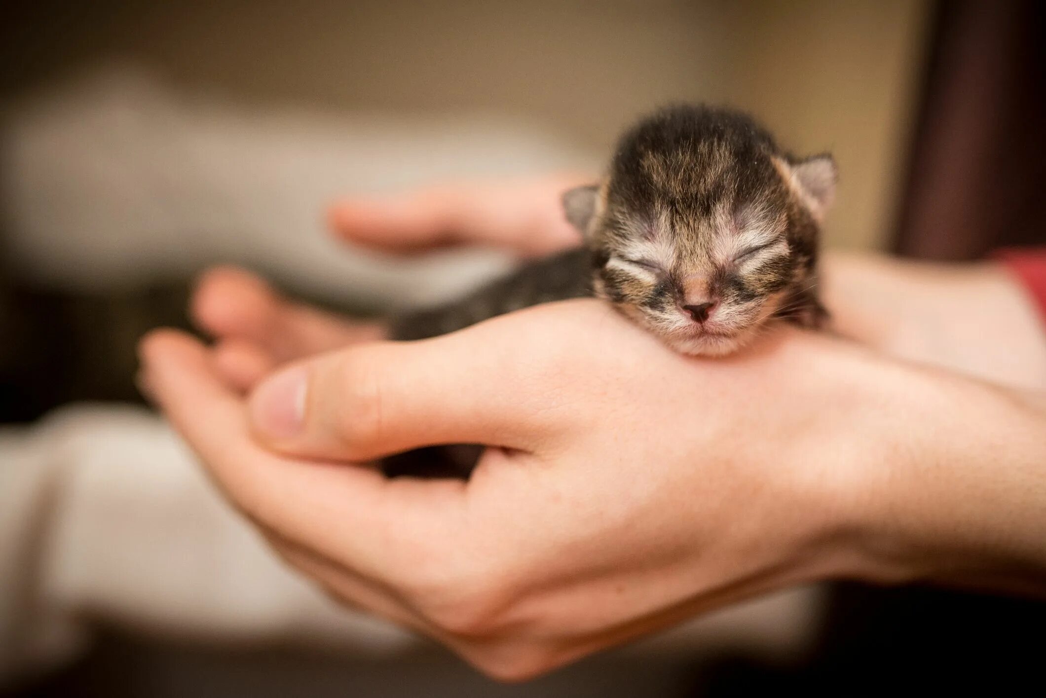 Маленьких котят побыстрее. Котенок на руках. Кошки маленькие. Маленький котенок. Котенок на ладошке.