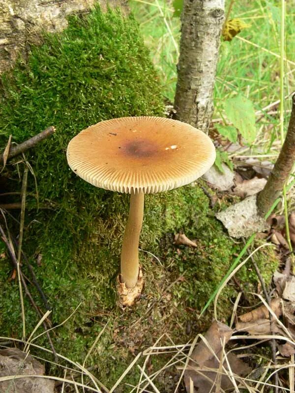 Поплавок желто коричневый. Поплавок жёлто-коричневый (amanita fulva). Поплавок шафранный гриб. Amanita fulva гриб. Поплавок желто коричневый.