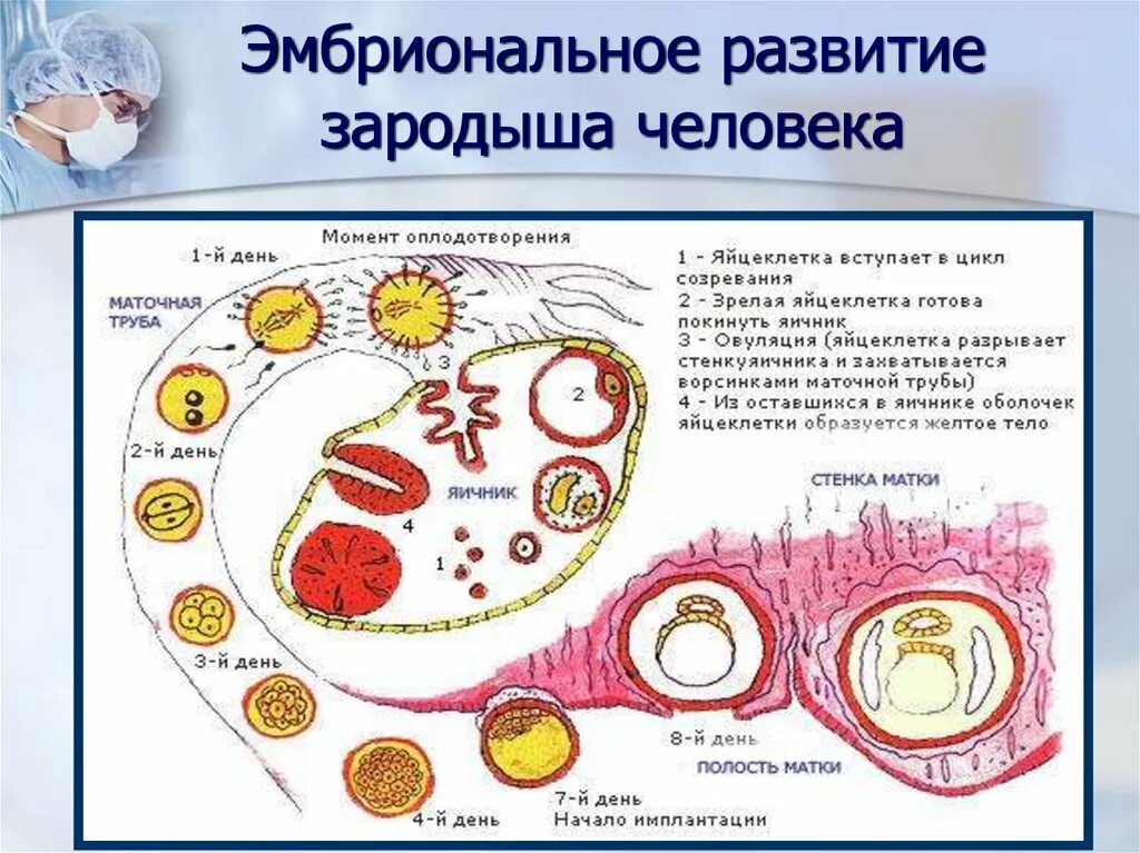 Где происходит образование яйцеклеток. Схема процесса овуляции, оплодотворения и имплантации. Схема перемещения яйцеклетки. Цикл развития зародыша схема. Схема оплодотворения и развития яйцеклетки.