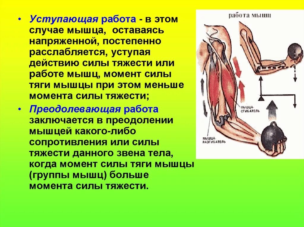 График работа мышц. Работа мышц. Уступающая работа мышц это. Основные режимы работы мышц. Динамическая работа мышц.