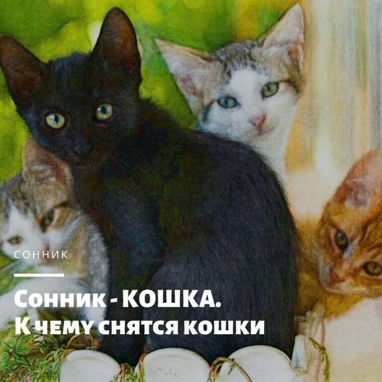 Сонник кошка. Что снится кошкам. К чему снится кошечка. Сновидения кошек. К чему снится кошка женщине замужней ласковая