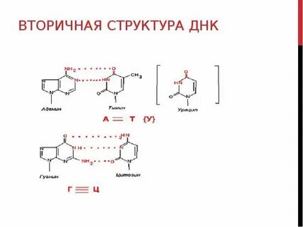Урацил водородные связи