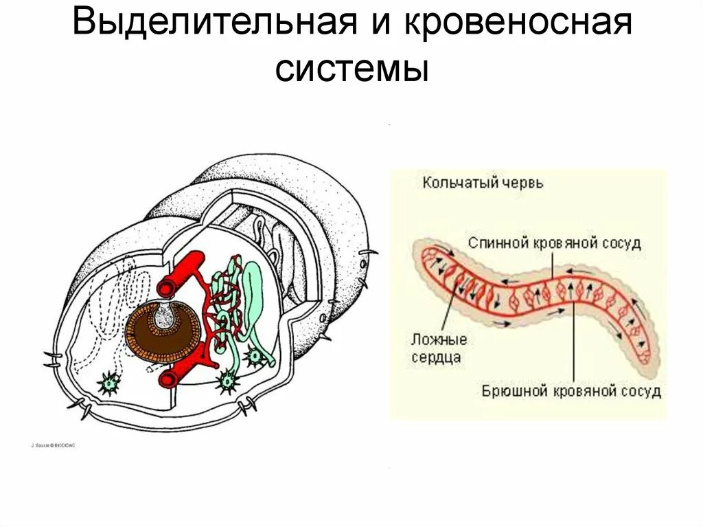 Органы выделительной системы червя. Строение выделительной системы червей. Строение выделительной системы кольчатых червей. Выделительная система кольчатых червей рисунок. Выделительная система кольчатого червя схема.