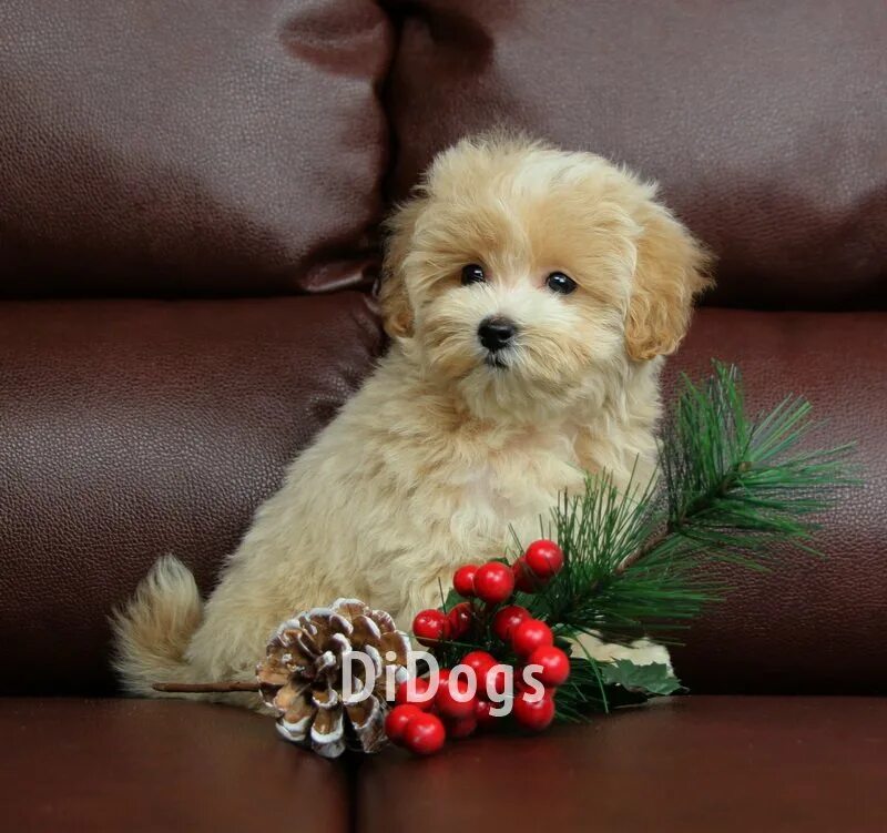 питомники мальтипу мини. мальтипу 2. порода собак мальтипу. порода собак мальтипу. мультипип собака порода.