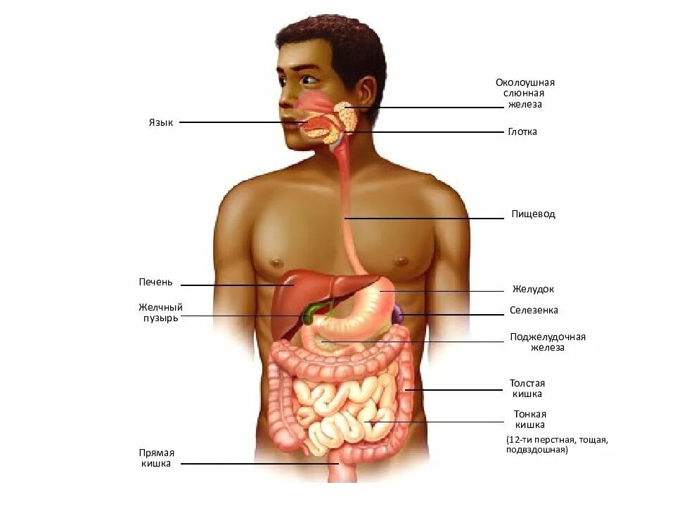 Пищевод печень толстая. Пищеварительная система 12 перстной кишки. 12 Перстная кишка анатомия человека. Пищеварительная система человека селезенка. Пищеварительная система человека 12 перстная кишка.