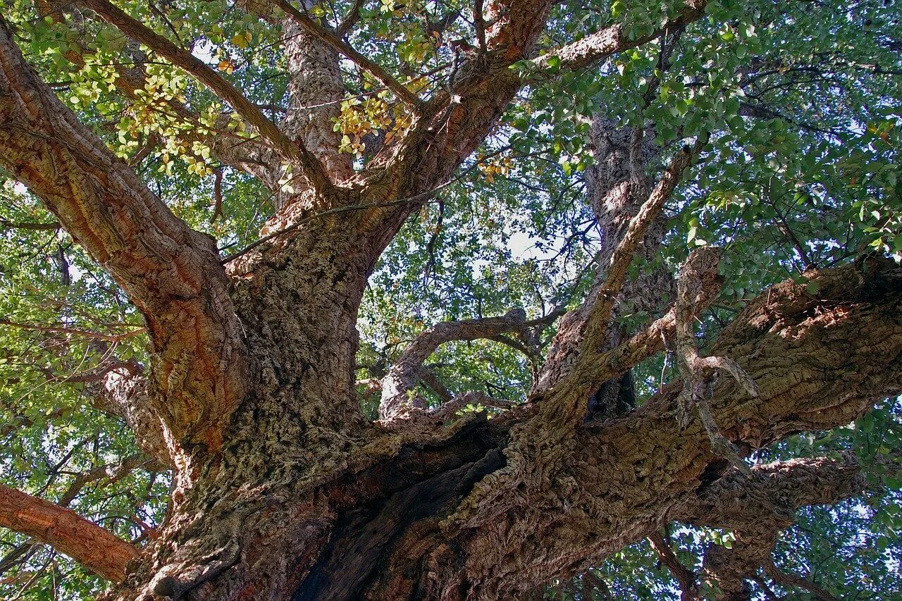 Вид с ветки дерева. Quercus дуб пробковый. Дуб Пиренейский дерево. Пробковый дуб в Алжире.