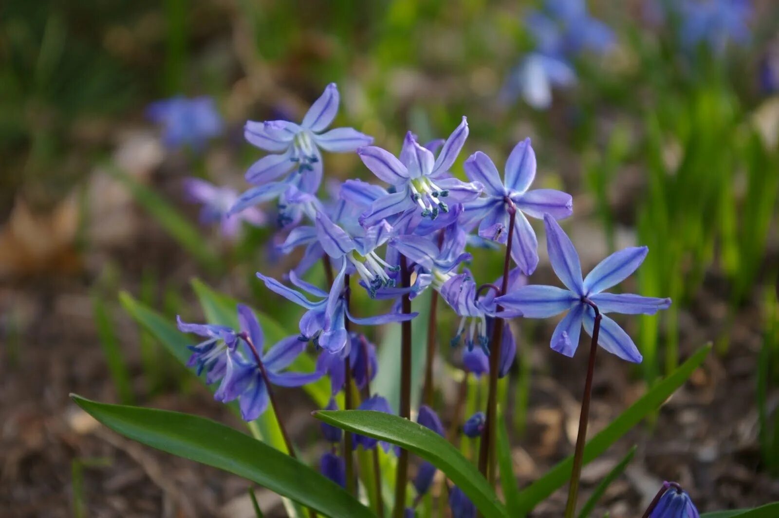 Пролеска сибирская. Siberica Сцилла. Сцилла Сибирская 10шт. Сцилла (Scilla) Siberica р. Сцилла Сибирика rosenii.