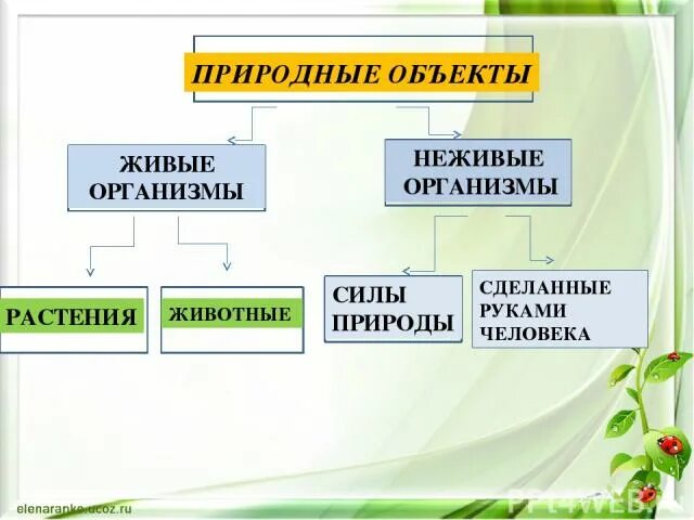 Живые и неживые организмы. Не живые организмы. Растения это живые организмы или неживые. Живая неживая растения … Животные … … ….