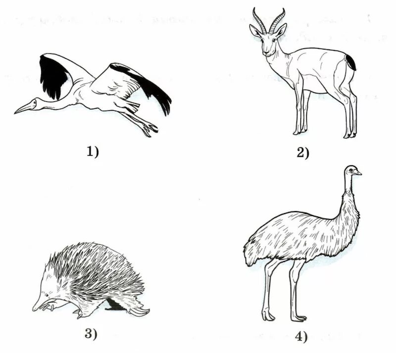 Экологические признаки джейрана впр. Стерха, эму, ехидны и Джейрана. ВПР животные. Где обитают стерха и Джейрана. Изображение стерха и Джейрана.