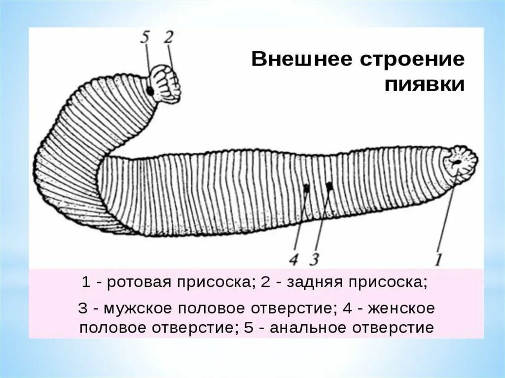 Органы прикрепления кольчатых червей. Плоских, круглых и кольчатых червей. Анальное отверстие у кольчатых червей. Кольчатые черви строение. Пищеварительная система органов кольчатых червей