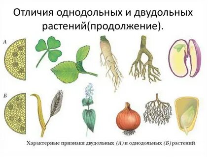 К какому классу относится растение семя