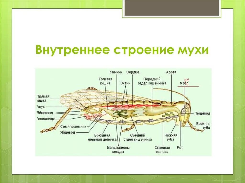 Сравните внешнее и внутреннее строение. Муха строение организма. муха строение тела. анатомия мухи внутреннее строение. внешнее строение насекомых муха.