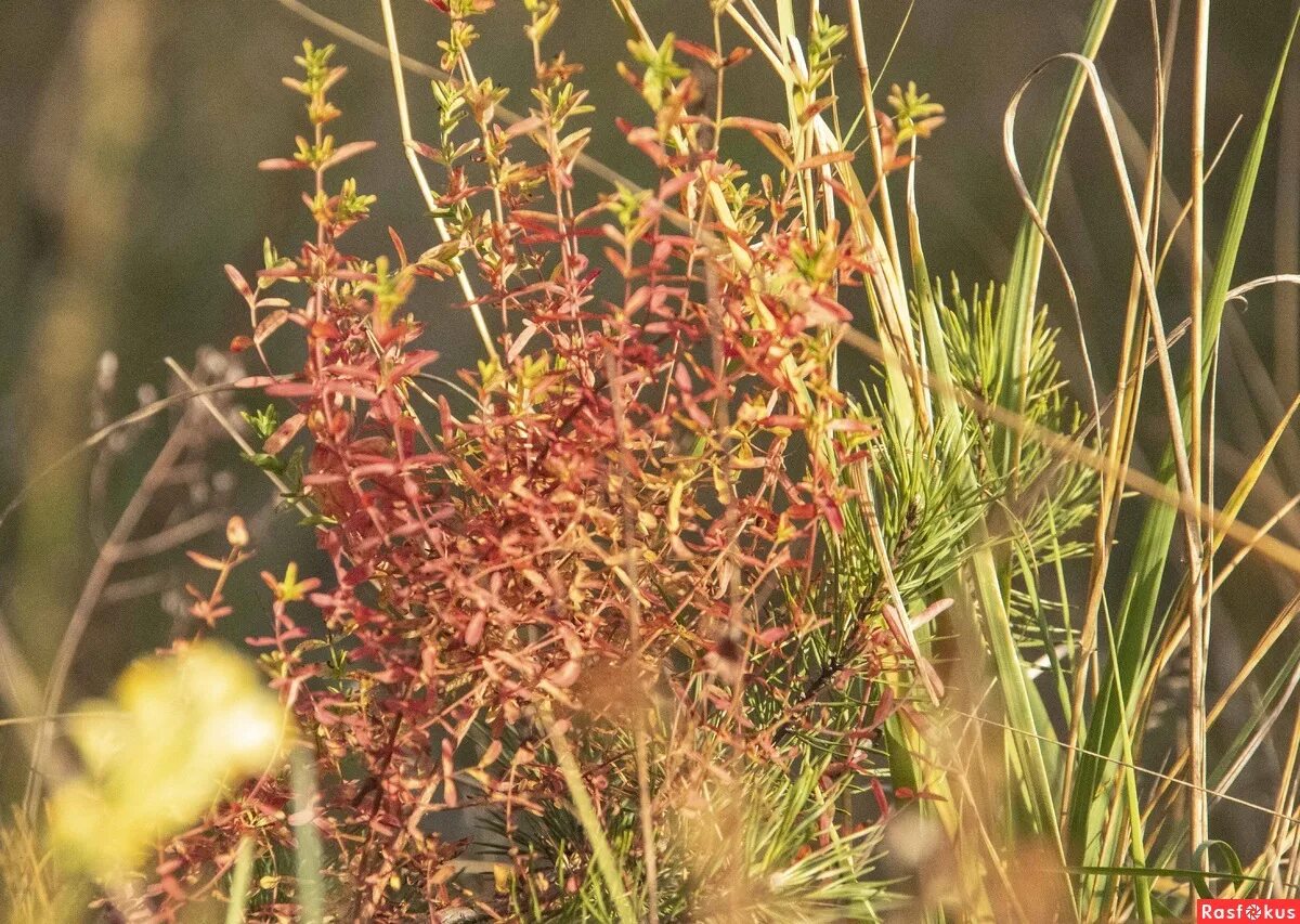 лекарственные травы. жизнь растений осенью. какие травы осенью. какие травы осенью. пучок травы.