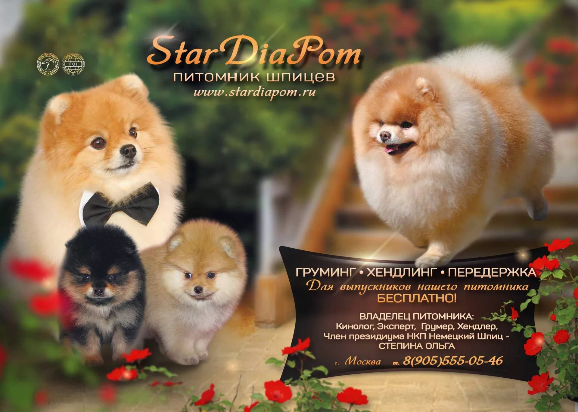 интересные факты о шпицах померанских. шпиц нарядный. чихошпиц. цверг шпиц померанец. шпиц отзывы владельцев плюсы и минусы.